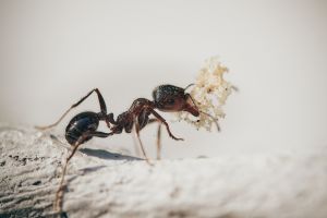 Tobzódó hangyák a szemetes körül, csótány a falon: mit tehetünk ellenük?