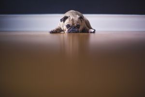 Egy felmérés szerint az ivartalanítást tartják a legkevésbé fontosnak a magyarországi kutyatartók