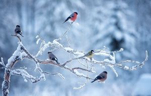 Hóesésben életmentő a madáretetés!