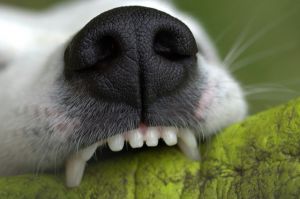 5 gyümölcs, amit nyugodtan adhatsz a kutyusodnak
