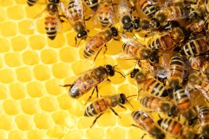 Miért van szükség a méhekre?