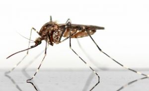 Katasztrófavédelem: a Duna mentén folytatódik az országos szúnyoggyérítés