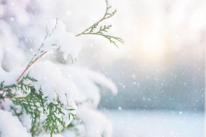 Téli kertrendezés – a legfontosabb teendők a fagyok túlélésére